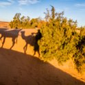MAR DRA Merzouga 2017JAN03 SaharaDesert 023 : 2016 - African Adventures, 2017, Africa, Date, Drâa-Tafilalet, January, Merzouga, Month, Morocco, Northern, Places, Sahara Desert, Trips, Year